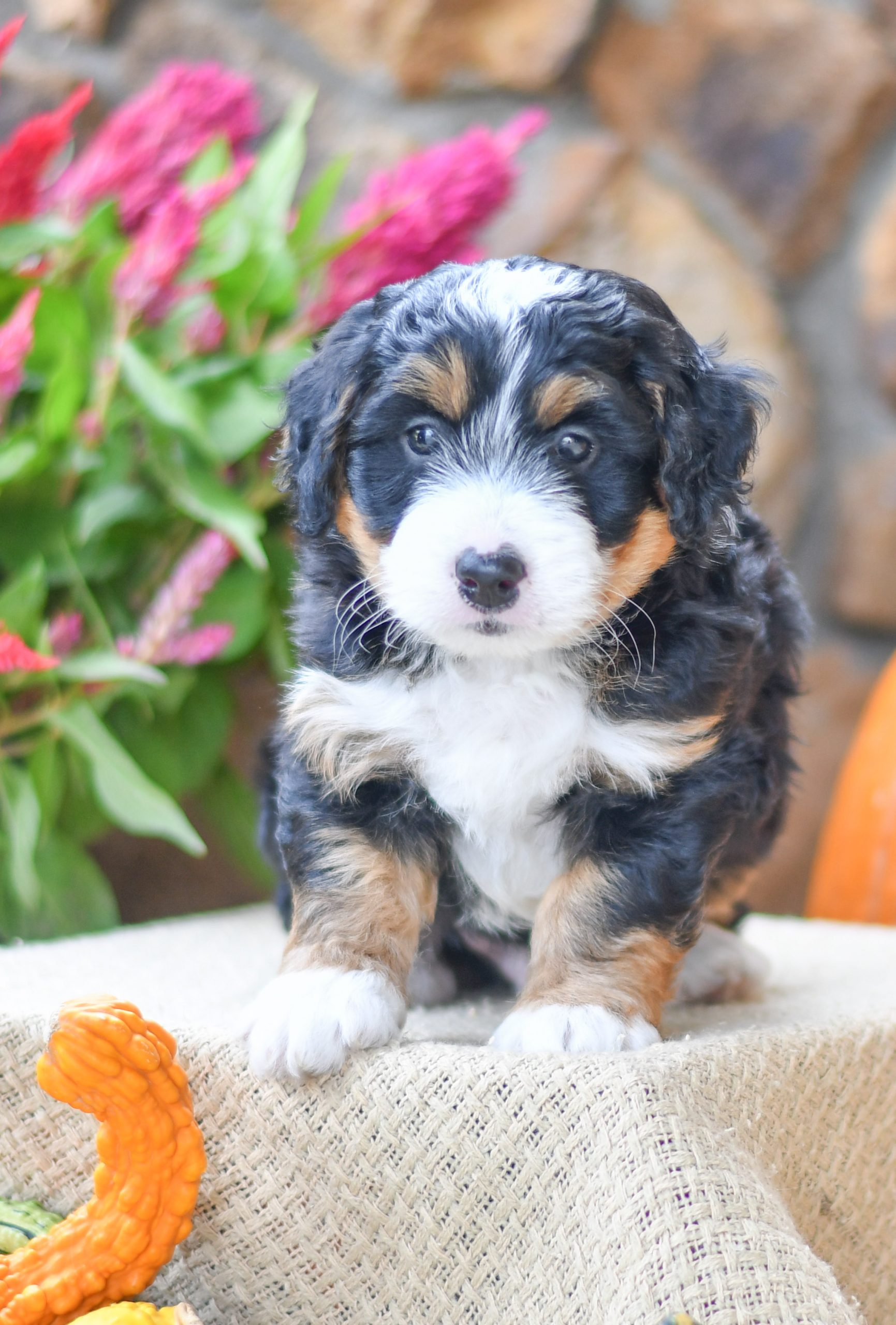 Adorable and cuddly Mini Bernedoodle puppy for sale. Happy and healthy Mini Bernedoodle puppy seeking adoption. Cute and playful Mini Bernedoodle puppy for sale. Mini Bernedoodle puppy available.