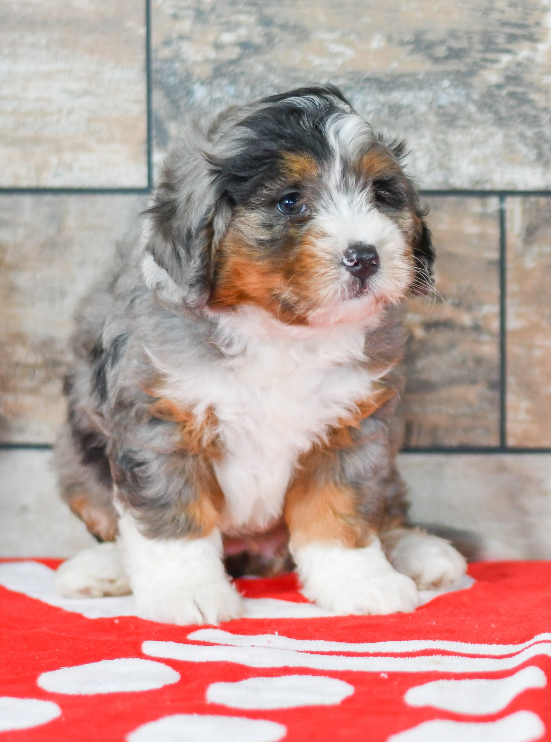 Adorable and cuddly Mini Bernedoodle puppy for sale. Happy and healthy Mini Bernedoodle puppy seeking adoption. Cute and playful Mini Bernedoodle puppy for sale. Mini Bernedoodle puppy available.