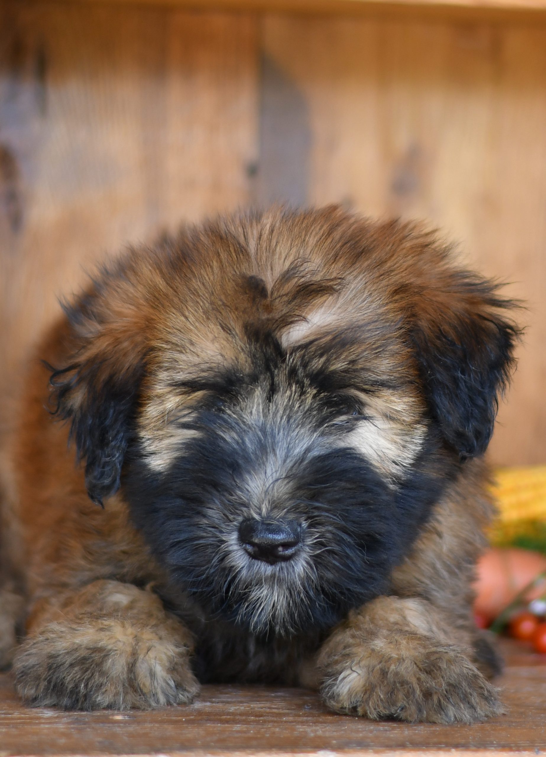 Adorable and cuddly Soft Coated Wheaton Terrier puppies for sale. Happy and healthy Soft Coated Wheaton Terrier puppies seeking adoption. Cute and playful Soft Coated Wheaton Terrier puppies for sale. Soft Coated Wheaton Terrier Puppies available.
