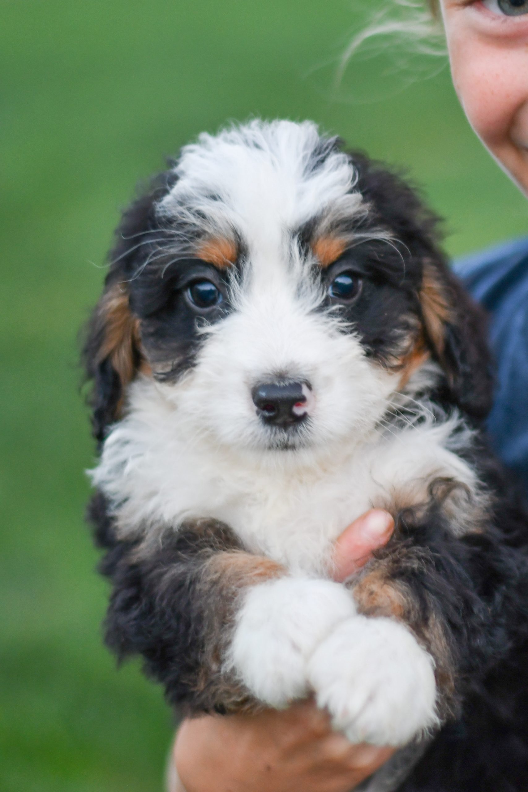 Beautiful mini Bernedoodle playful puppies of Ohio. Cute and cuddly playful Bernedoodle pups for sale