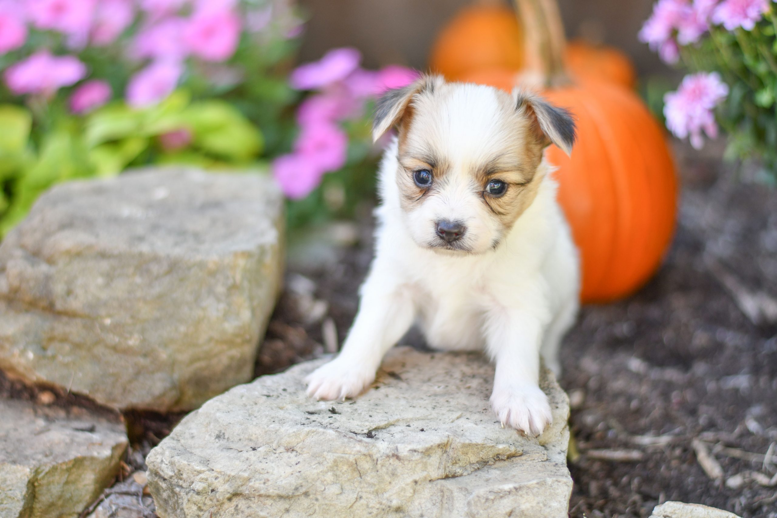 Beautiful papillon playful puppies of Ohio. Cute and cuddly playful papillon pups for sale
