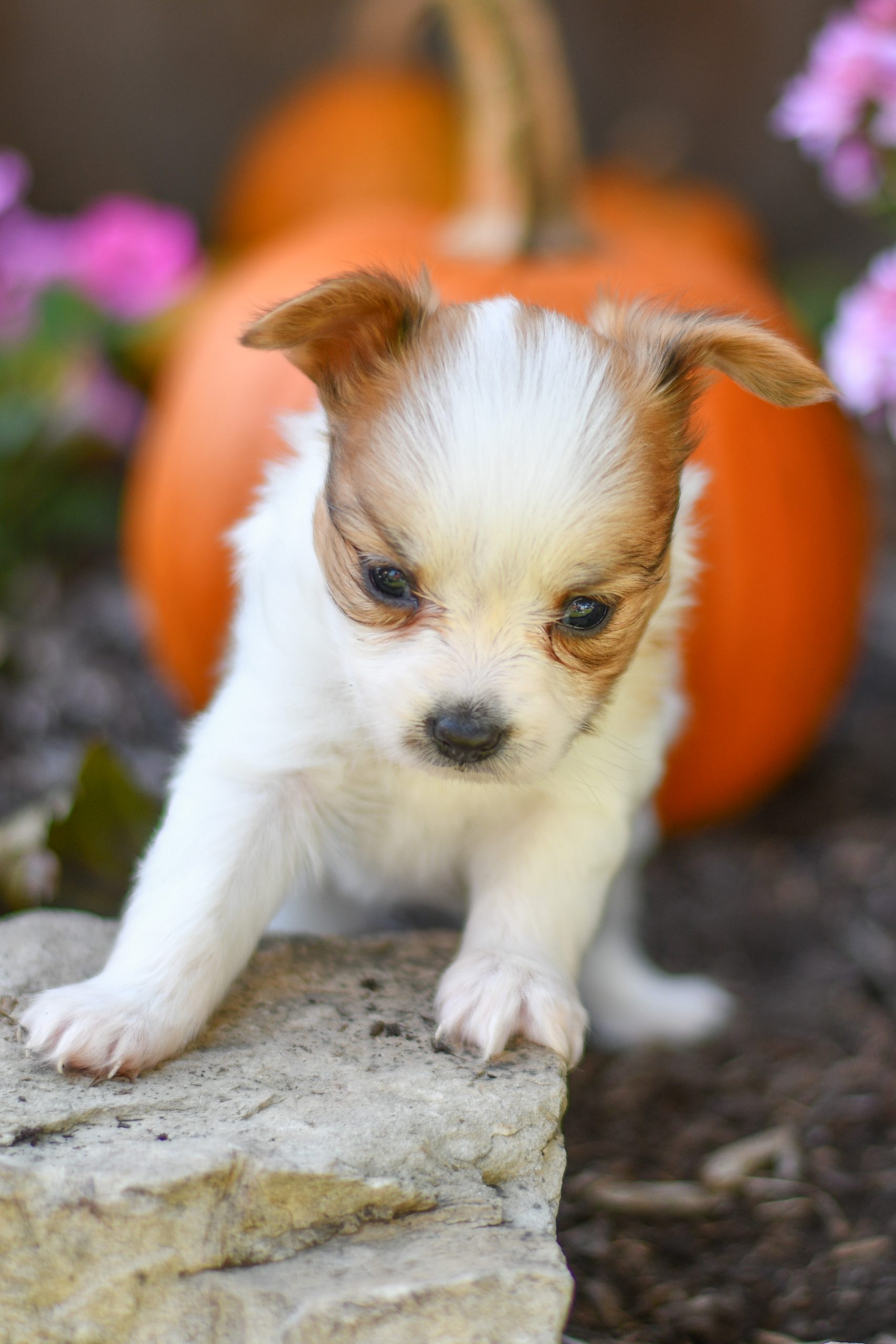 Beautiful papillon playful puppies of Ohio. Cute and cuddly playful papillon pups for sale