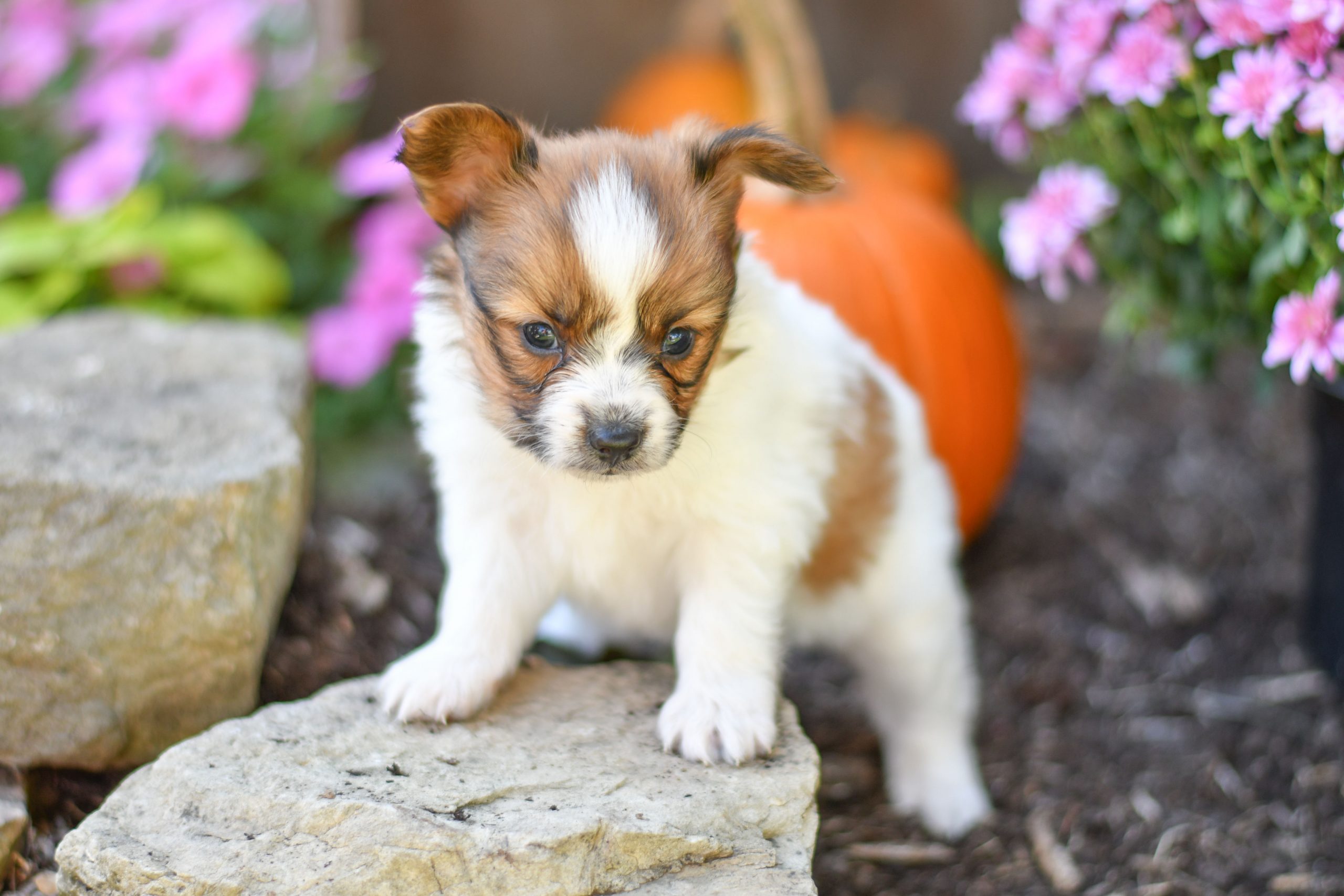 Beautiful papillon playful puppies of Ohio. Cute and cuddly playful papillon pups for sale