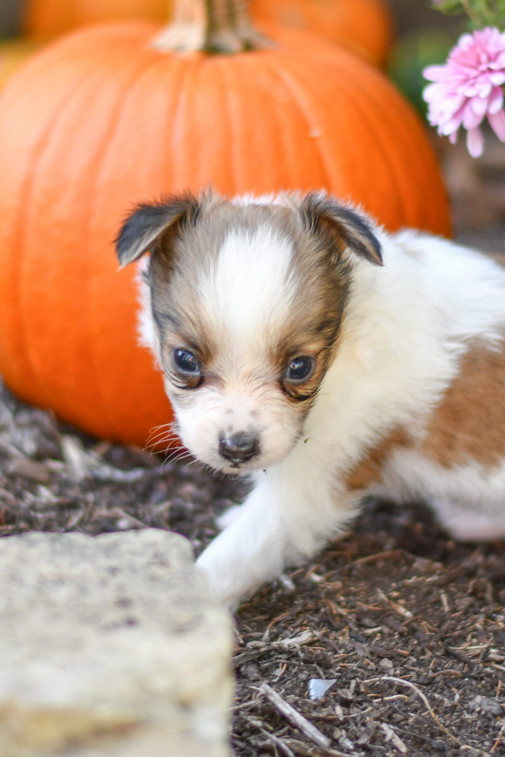 Beautiful papillon playful puppies of Ohio. Cute and cuddly playful papillon pups for sale