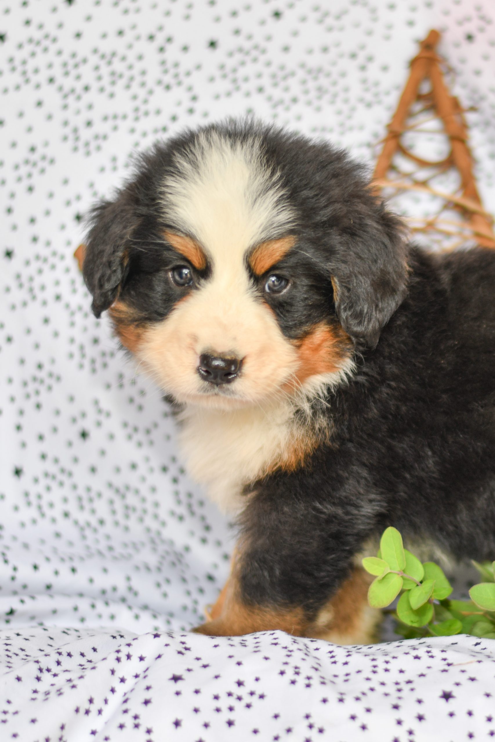 Beautiful Bernese Mountain Dog Puppies at play. For sale Bernese Mountain Dog playful puppies of Ohio. Cute and cuddly playful Bernese Mountain Dog pups for sale