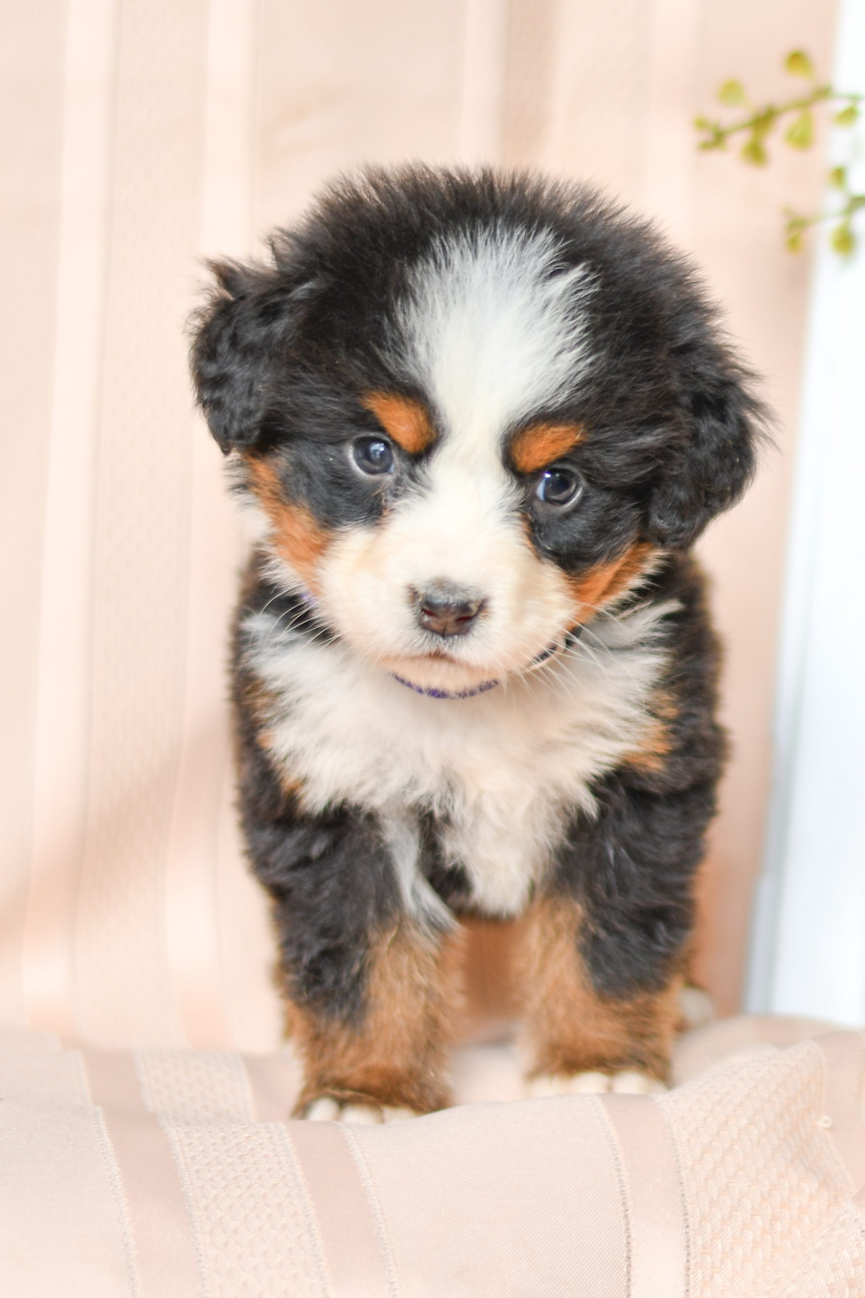 Beautiful Bernese Mountain Dog Puppies at play. For sale Bernese Mountain Dog playful puppies of Ohio. Cute and cuddly playful Bernese Mountain Dog pups for sale