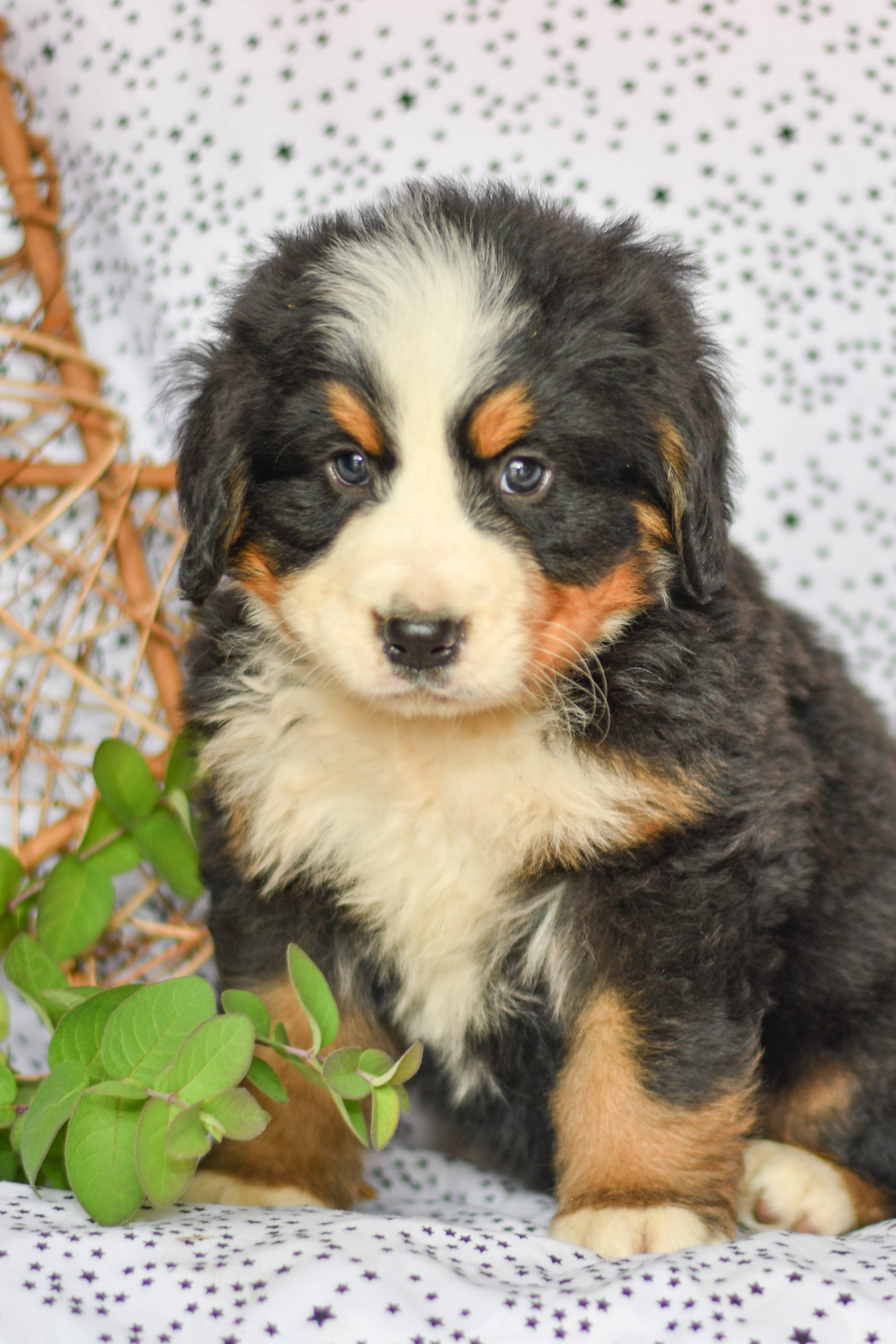 Beautiful Bernese Mountain Dog Puppies at play. For sale Bernese Mountain Dog playful puppies of Ohio. Cute and cuddly playful Bernese Mountain Dog pups for sale
