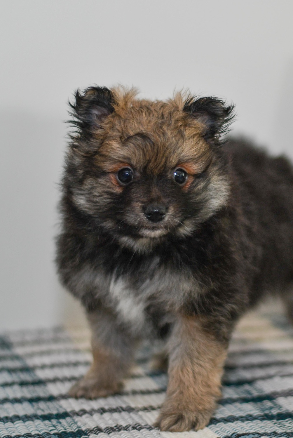 Cute and cuddly Pomeranian pup for sale. pomeranian pup in need of loving home and adoption in northeast Ohio. Fun and adventurous Pomeranian pup