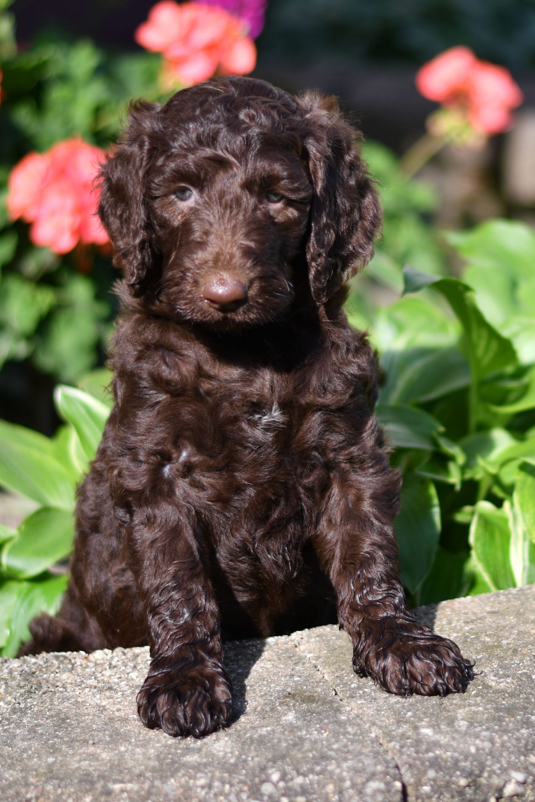 Cute and cuddly labradoodle pups for sale. labradoodle pups in need of loving home and adoption in northeast Ohio. Fun and adventurous labradoodle pups