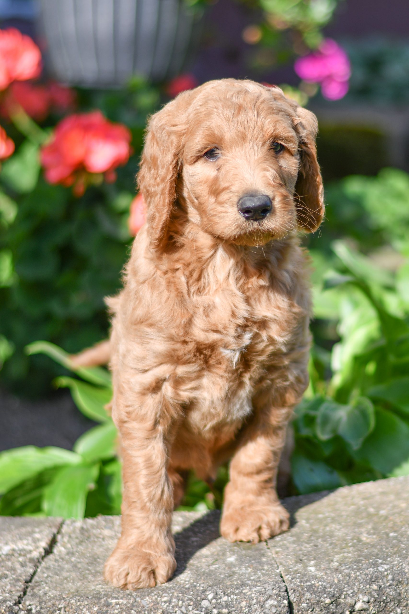 Cute and cuddly labradoodle pups for sale. labradoodle pups in need of loving home and adoption in northeast Ohio. Fun and adventurous labradoodle pups