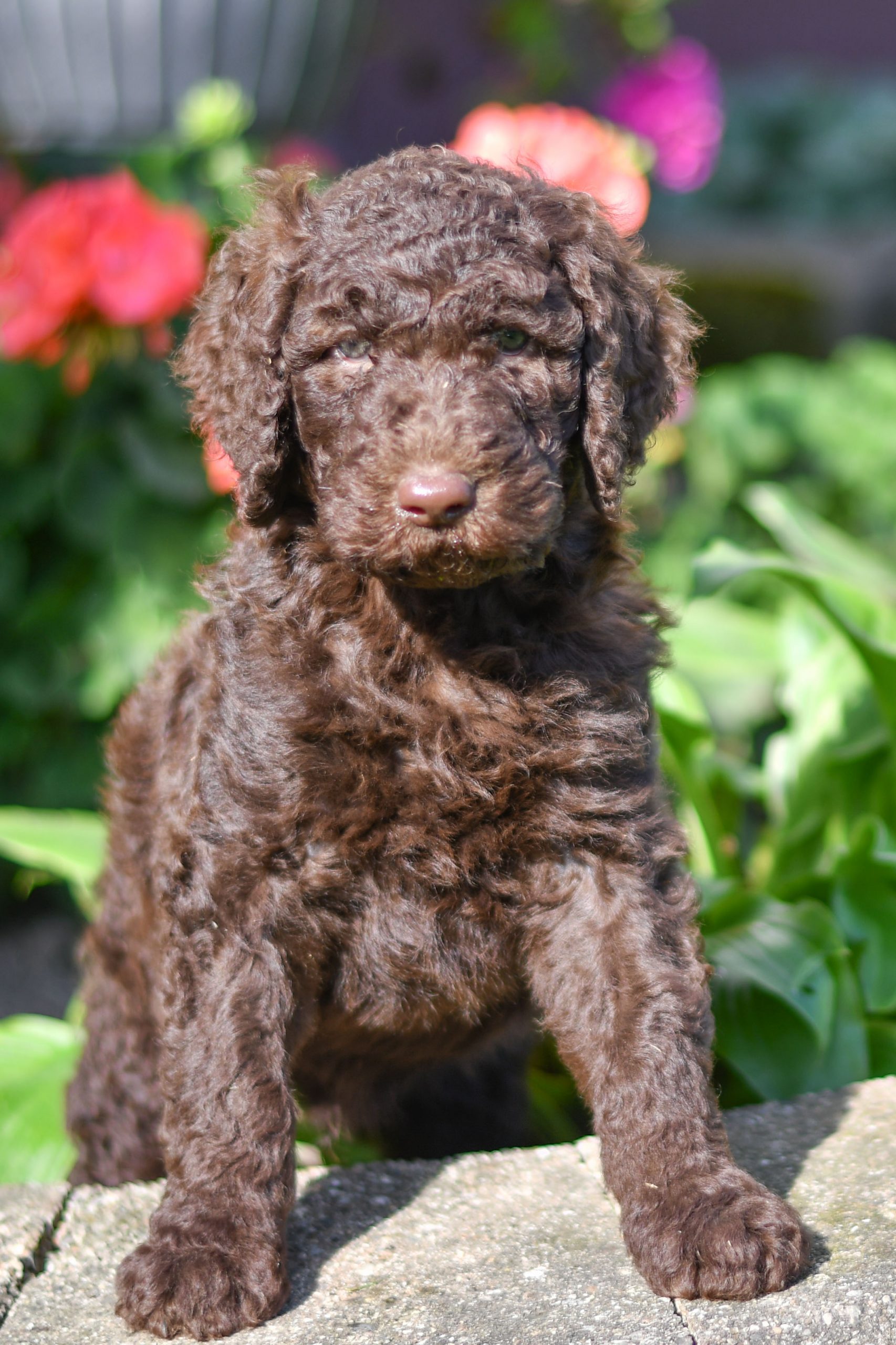 Cute and cuddly labradoodle pups for sale. labradoodle pups in need of loving home and adoption in northeast Ohio. Fun and adventurous labradoodle pups