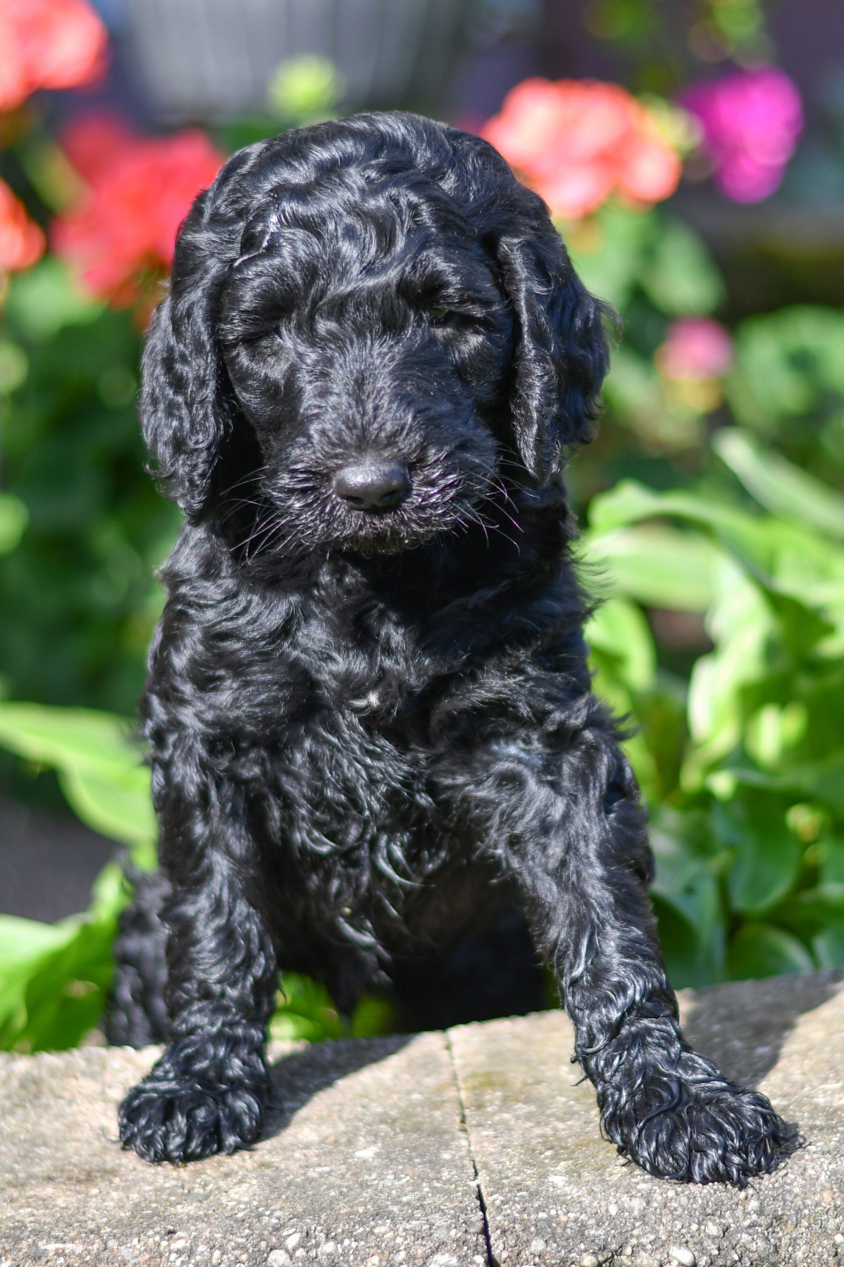 Cute and cuddly labradoodle pups for sale. labradoodle pups in need of loving home and adoption in northeast Ohio. Fun and adventurous labradoodle pups