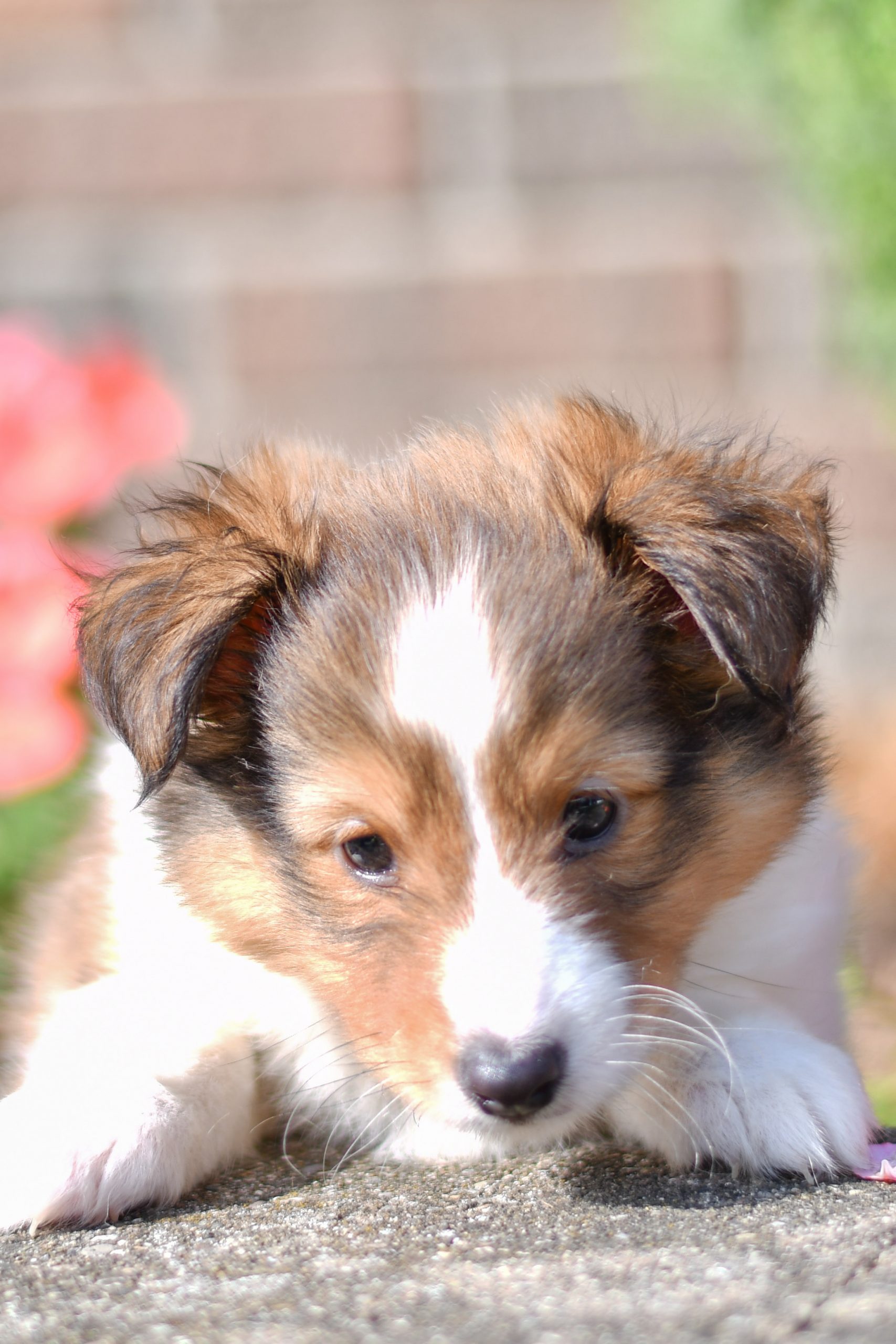 Cute and cuddly sheltie pup for sale. sheltie pup in need of loving home and adoption in northeast Ohio. Fun and adventurous sheltie pup
