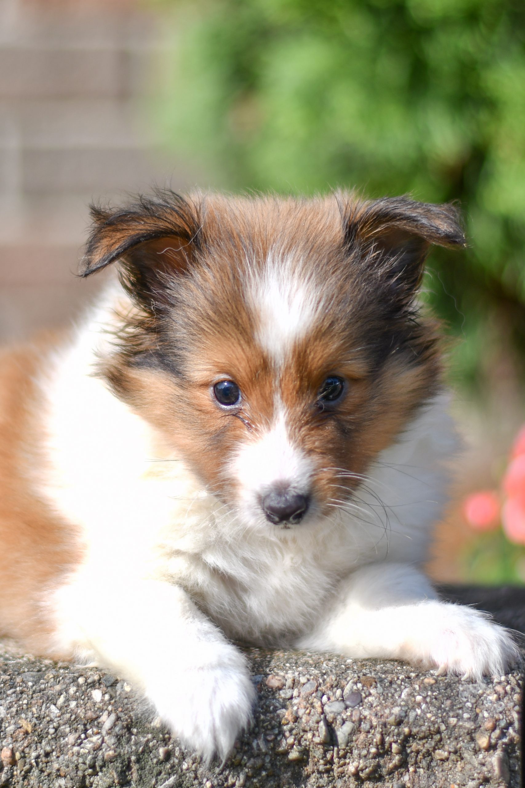 Cute and cuddly sheltie pup for sale. sheltie pup in need of loving home and adoption in northeast Ohio. Fun and adventurous sheltie pup