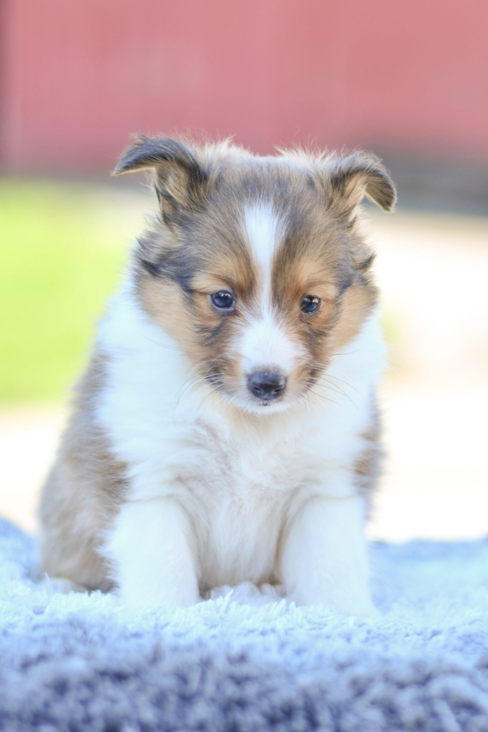 Cute and cuddly sheltie pup for sale. sheltie pup in need of loving home and adoption in northeast Ohio. Fun and adventurous sheltie pup