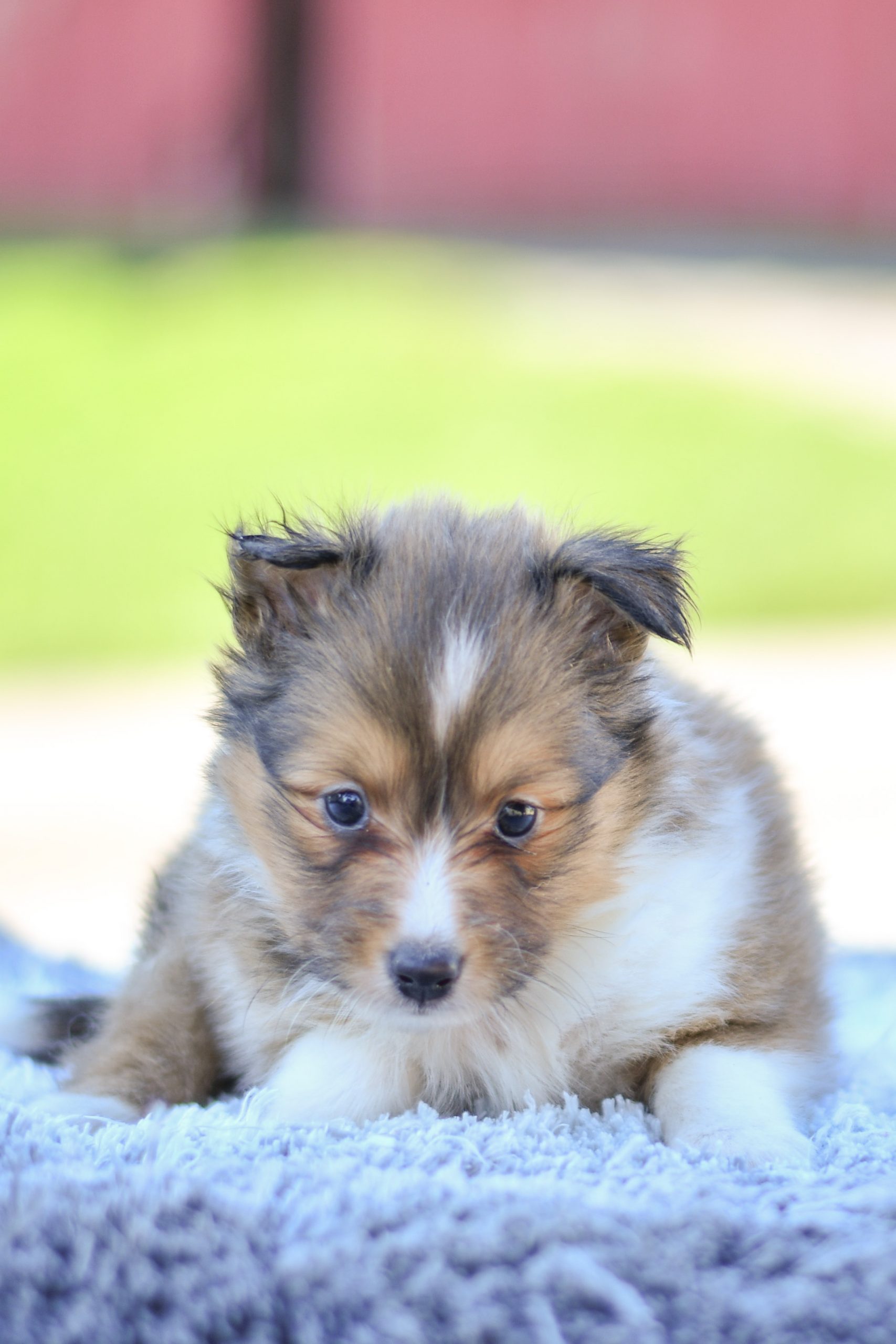 Cute and cuddly sheltie pup for sale. sheltie pup in need of loving home and adoption in northeast Ohio. Fun and adventurous sheltie pup