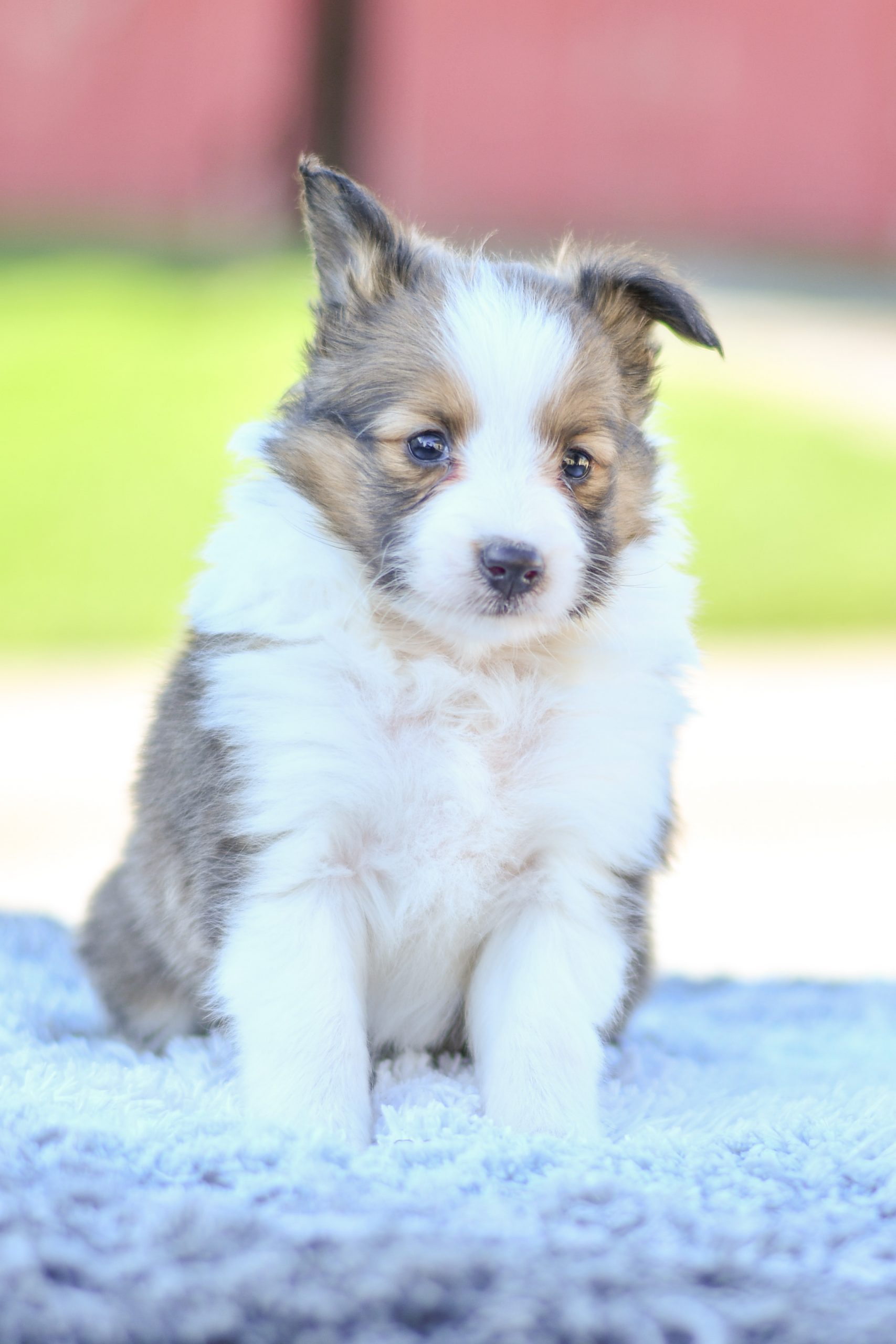 Cute and cuddly sheltie pup for sale. sheltie pup in need of loving home and adoption in northeast Ohio. Fun and adventurous sheltie pup