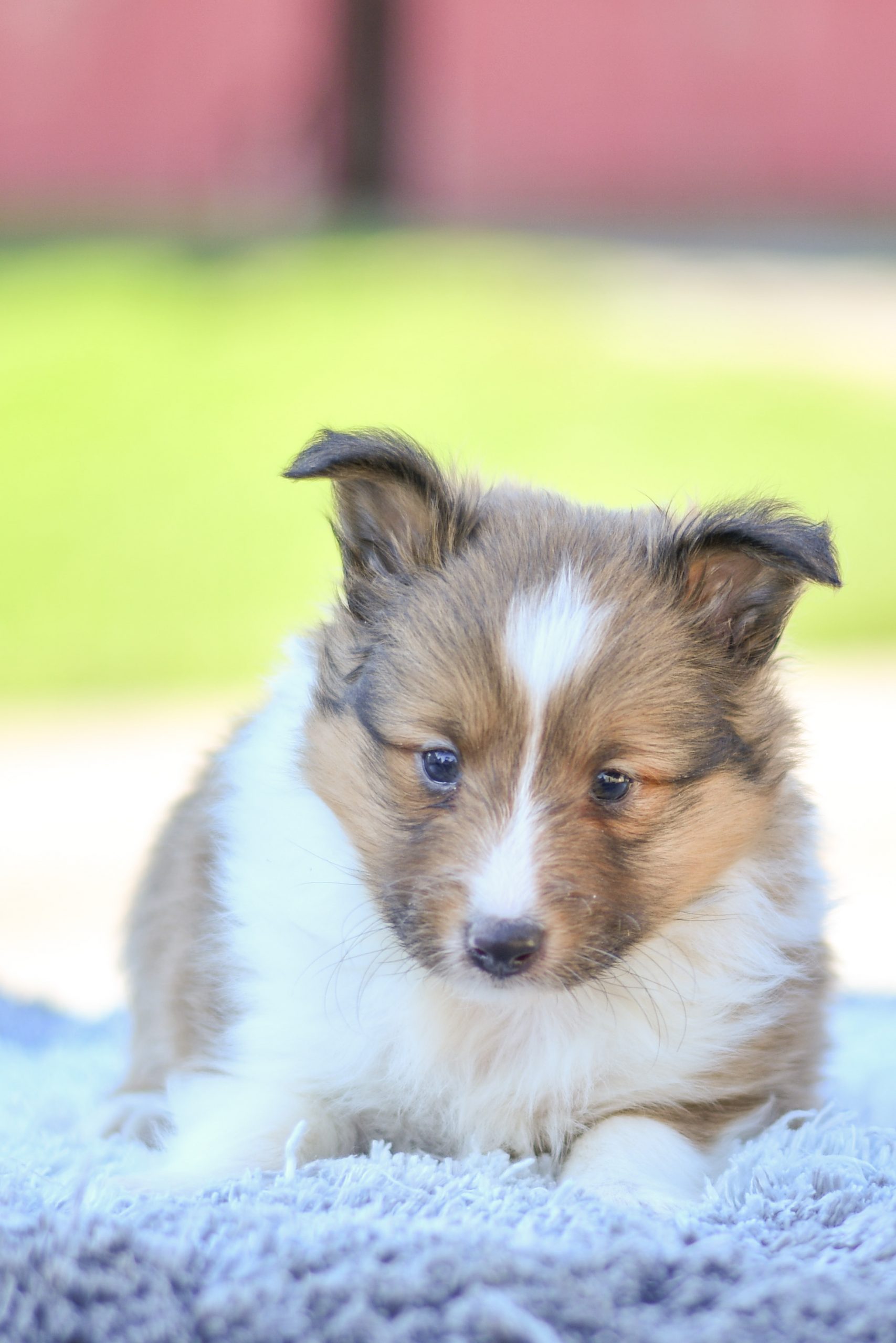 Cute and cuddly sheltie pup for sale. sheltie pup in need of loving home and adoption in northeast Ohio. Fun and adventurous sheltie pup