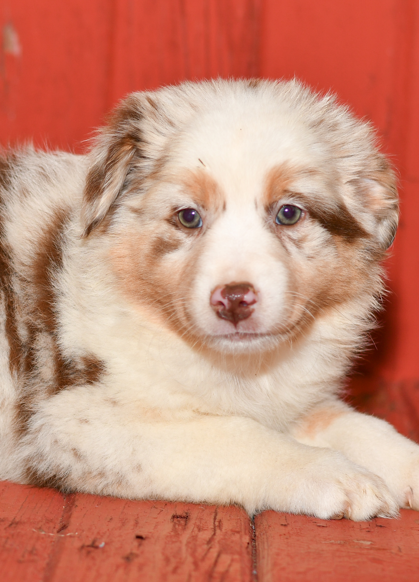 Beautiful Puppies at play. For sale australian shepherd playful puppies of Ohio. Cute and cuddly playful aussie pups for sale
