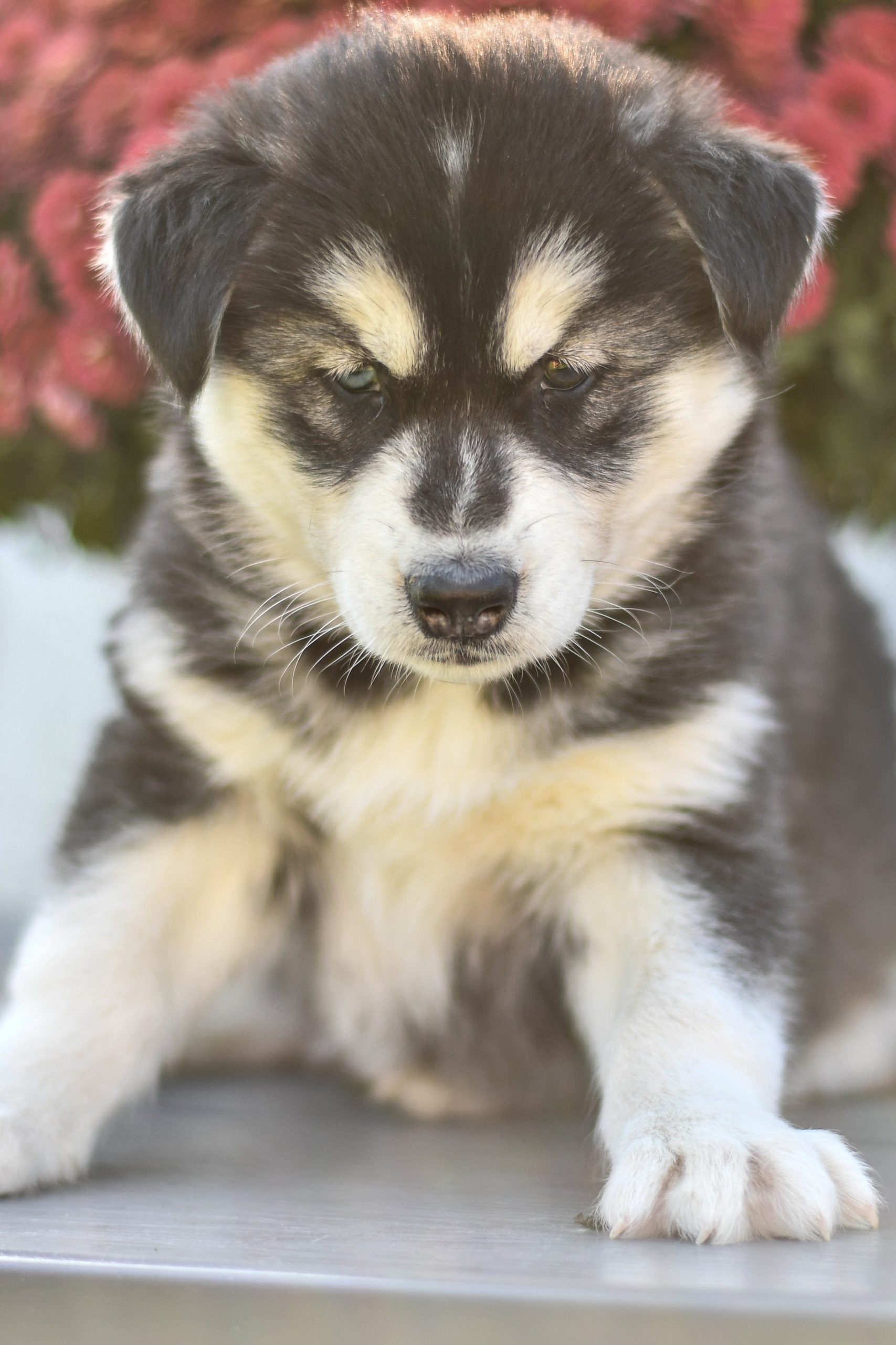 Beautiful Husky Puppies at play. For sale Husky playful puppies of Ohio. Cute and cuddly playful Husky pups for sale