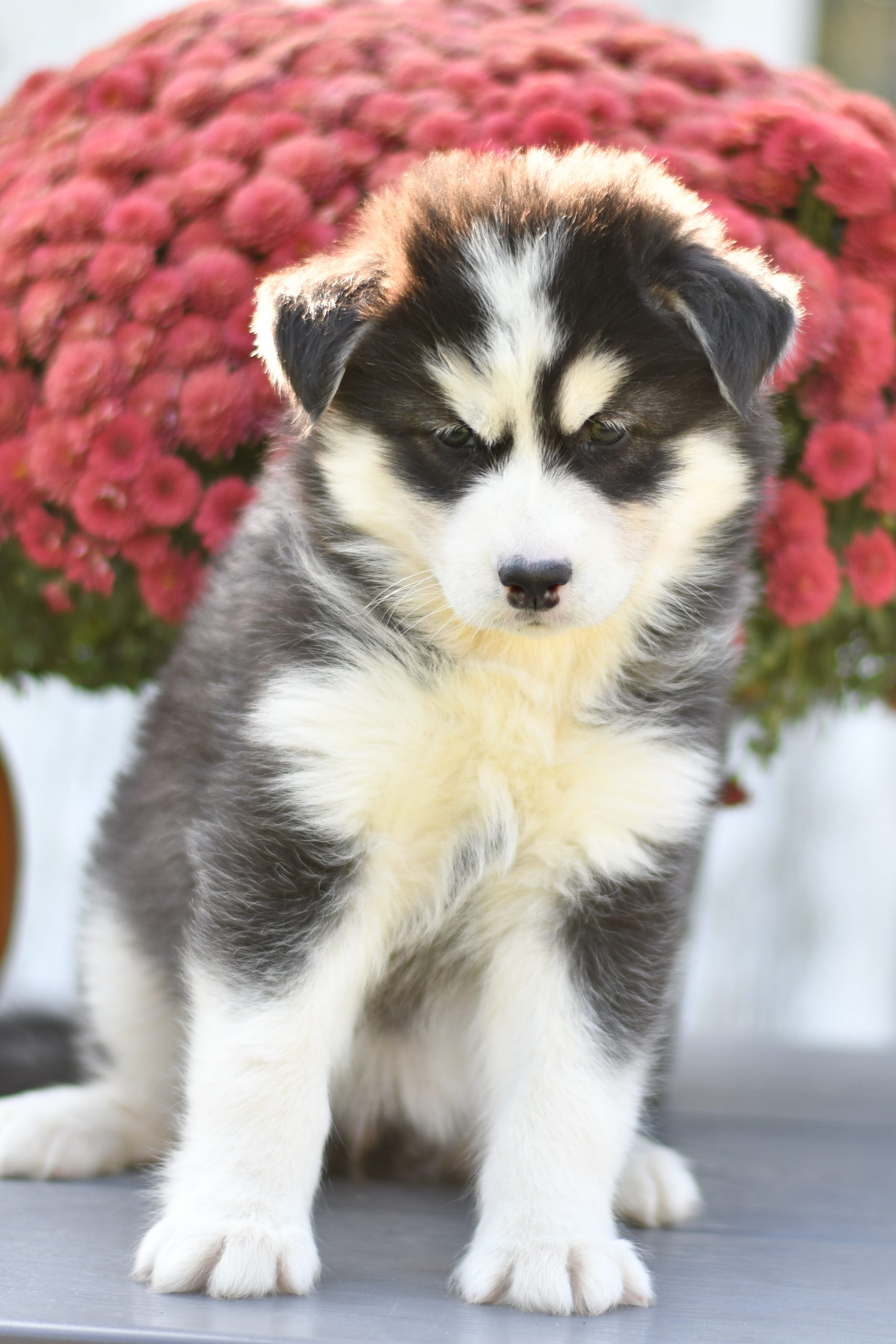 Beautiful Husky Puppies at play. For sale Husky playful puppies of Ohio. Cute and cuddly playful Husky pups for sale