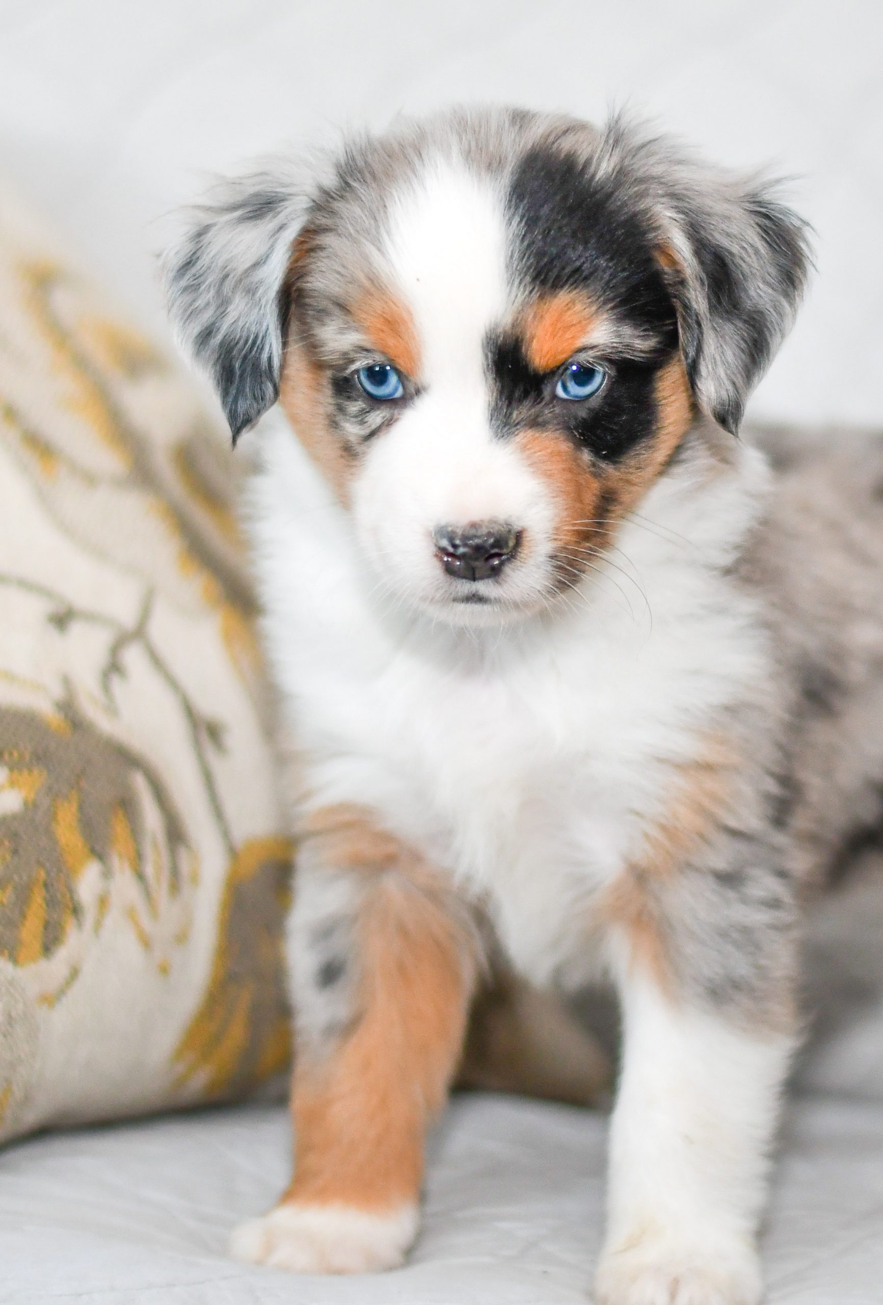 Cute and cuddly mini aussie pups for sale. Mini Aussie pups in need of loving home and adoption in northeast Ohio. Fun and adventurous mini Aussie pups
