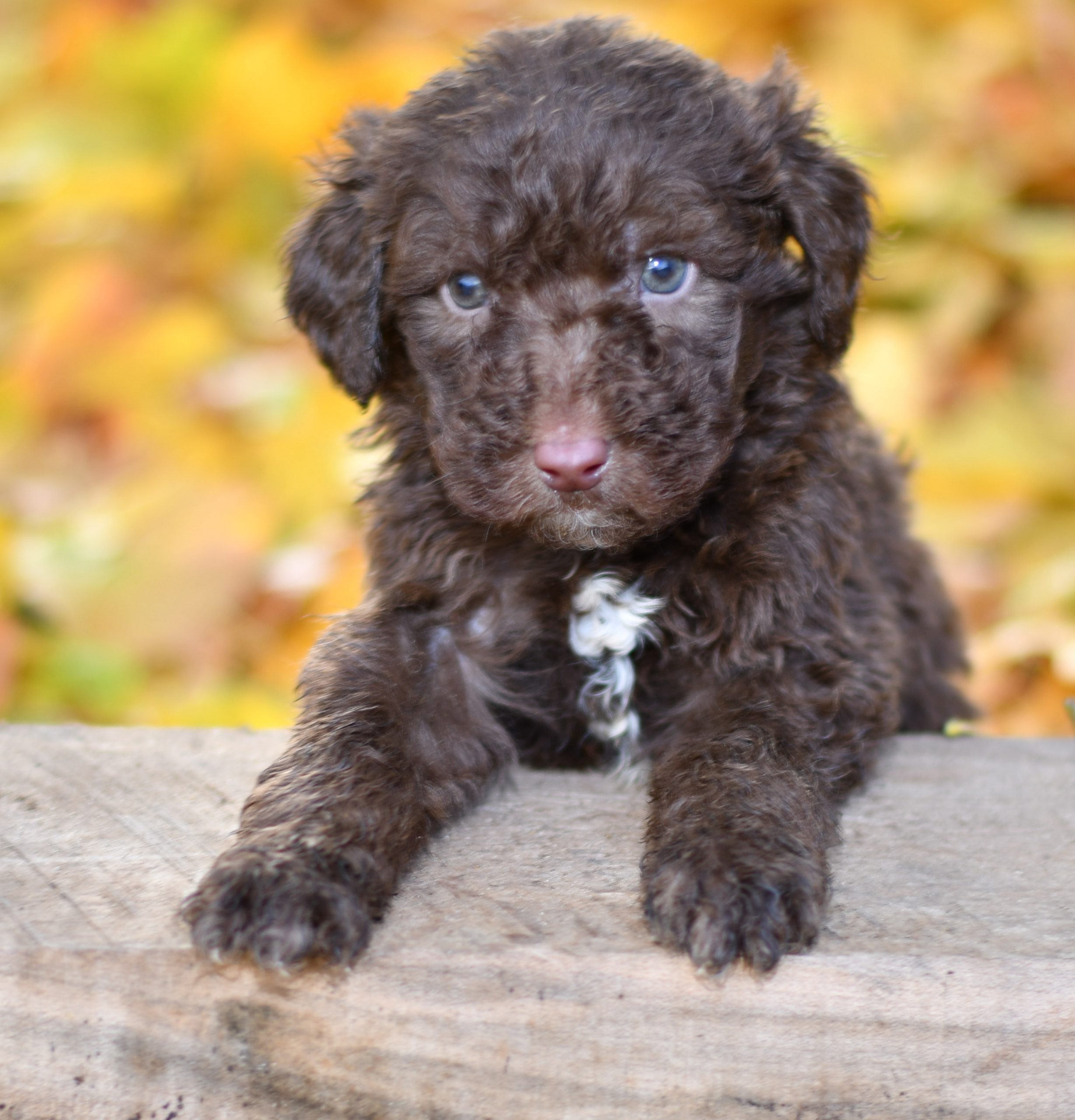 Beautiful Puppies at play. For sale aussiedoodle playful puppies of Ohio. Cute and cuddly playful aussiedoodle pups for sale