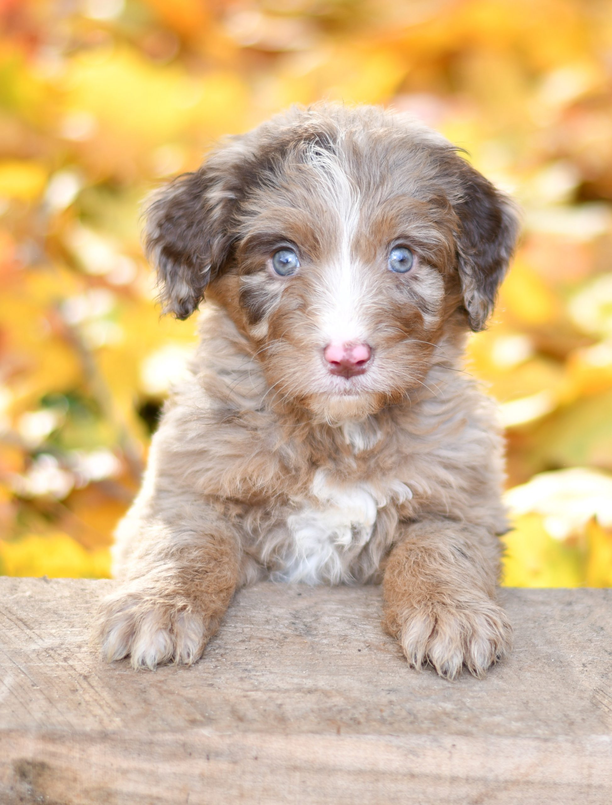 Beautiful Puppies at play. For sale aussiedoodle playful puppies of Ohio. Cute and cuddly playful aussiedoodle pups for sale
