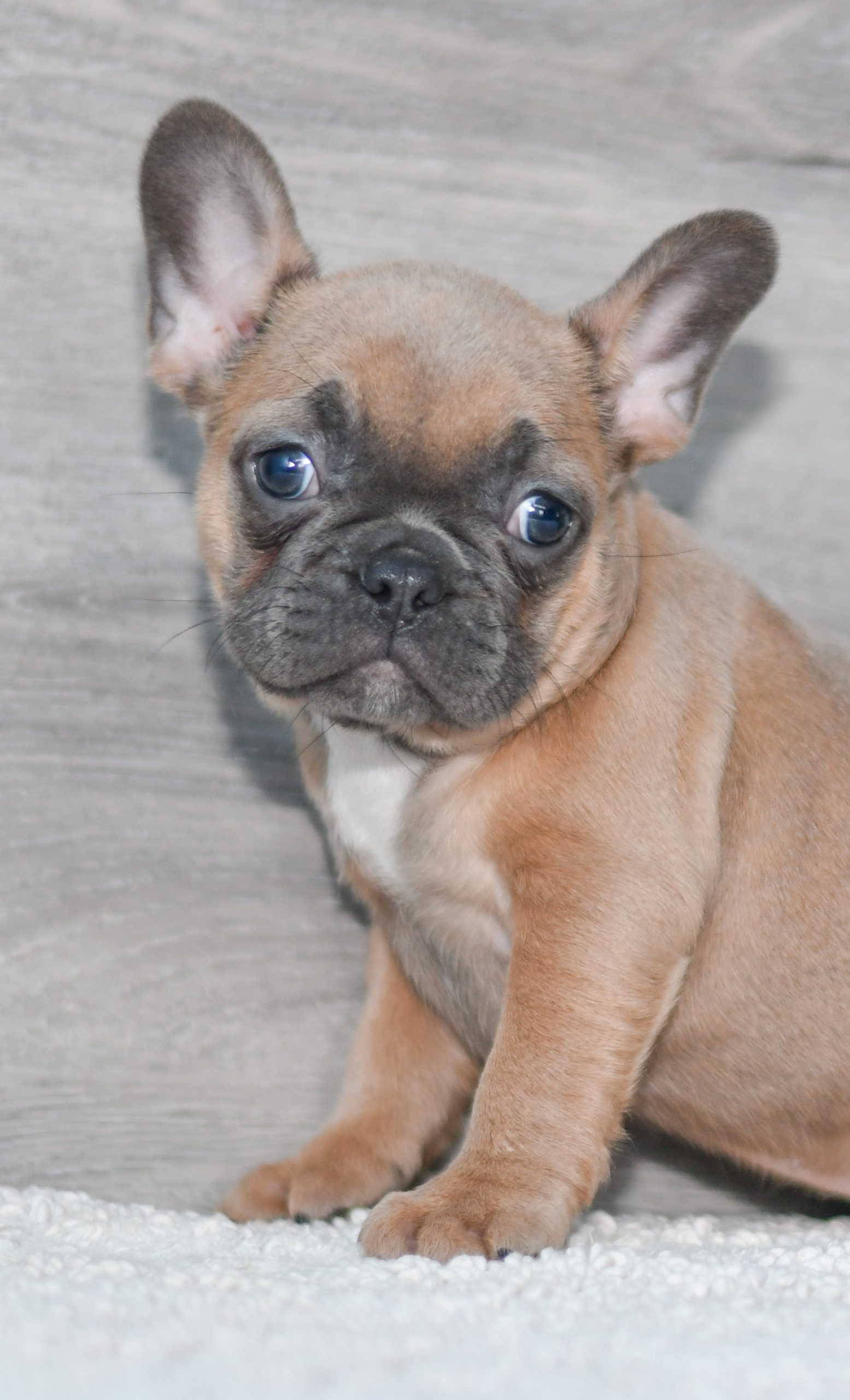 Ginger French Bulldog All Star Puppies All Star Puppies