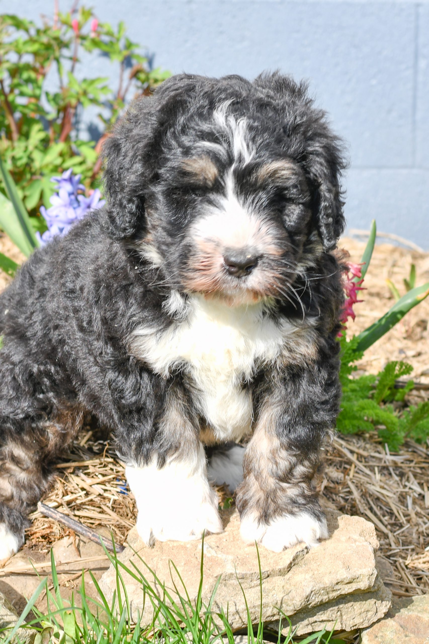 Titus Bernedoodle All Star Puppies : All Star Puppies