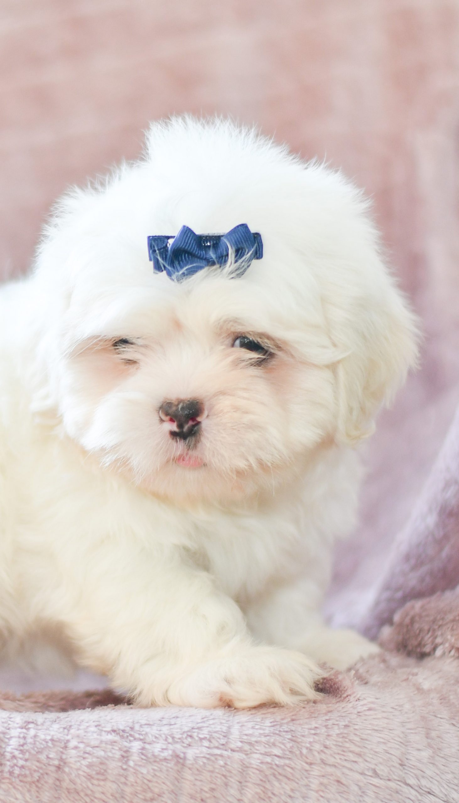 Bruce Lhasa Apso All Star Puppies All Star Puppies