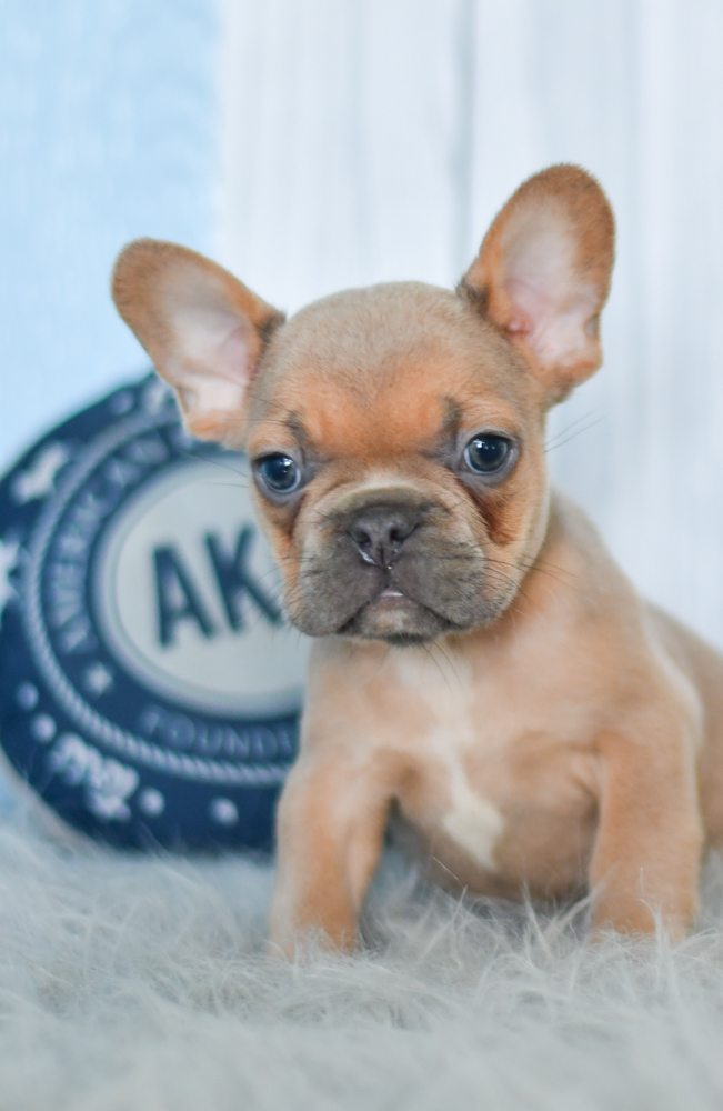 Puck Frenchy All Star Puppies All Star Puppies