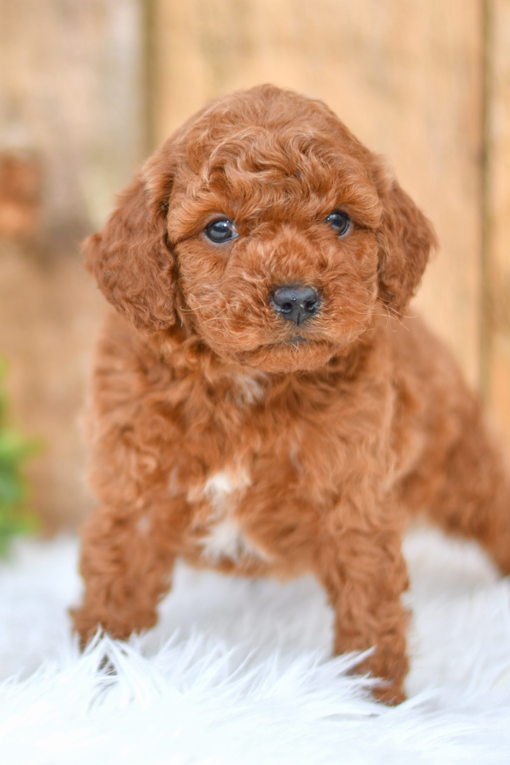 Pepper Mini Poodle All Star Puppies All Star Puppies
