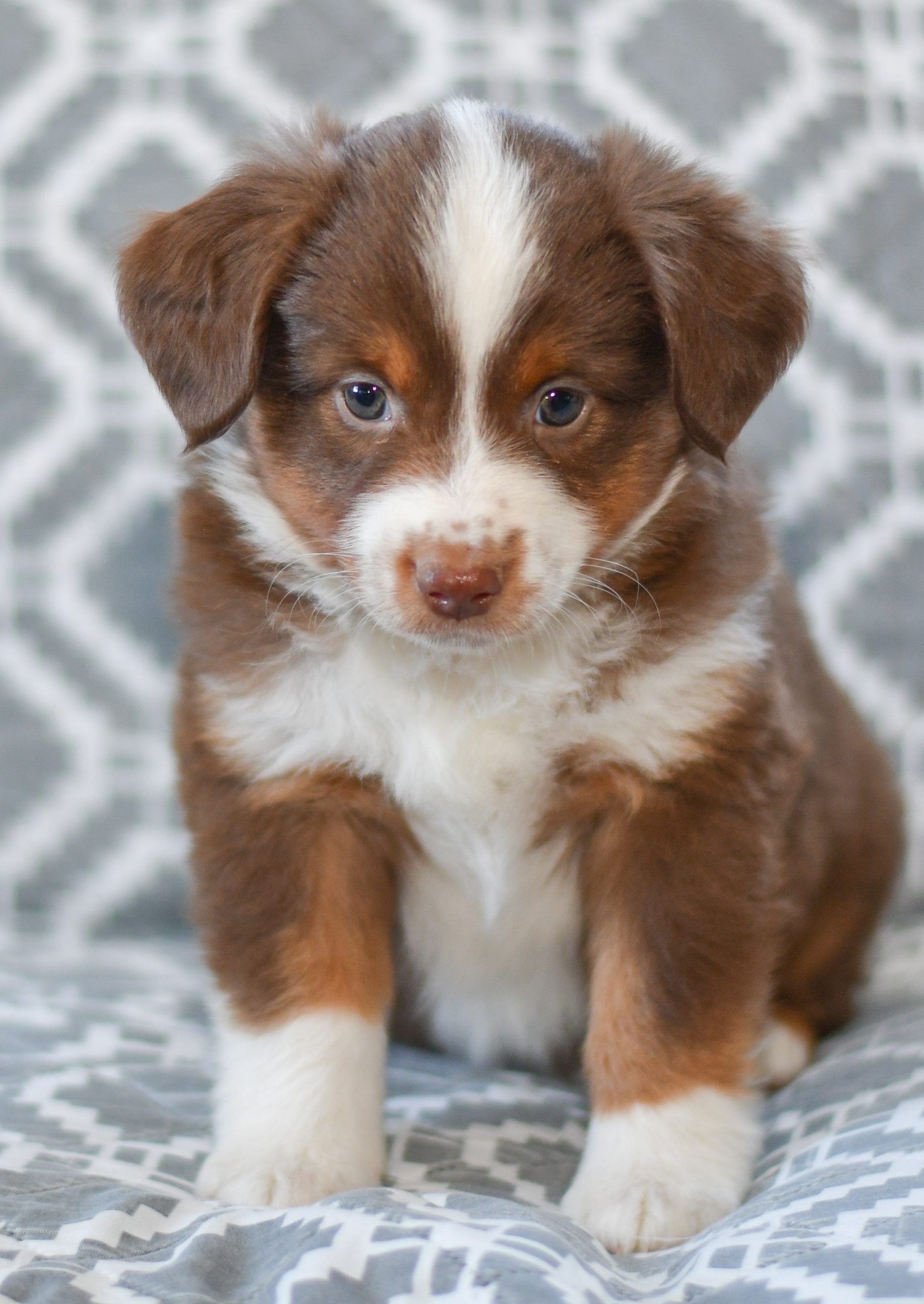Ellie Mini Australian Shepherd All Star Puppies All Star Puppies