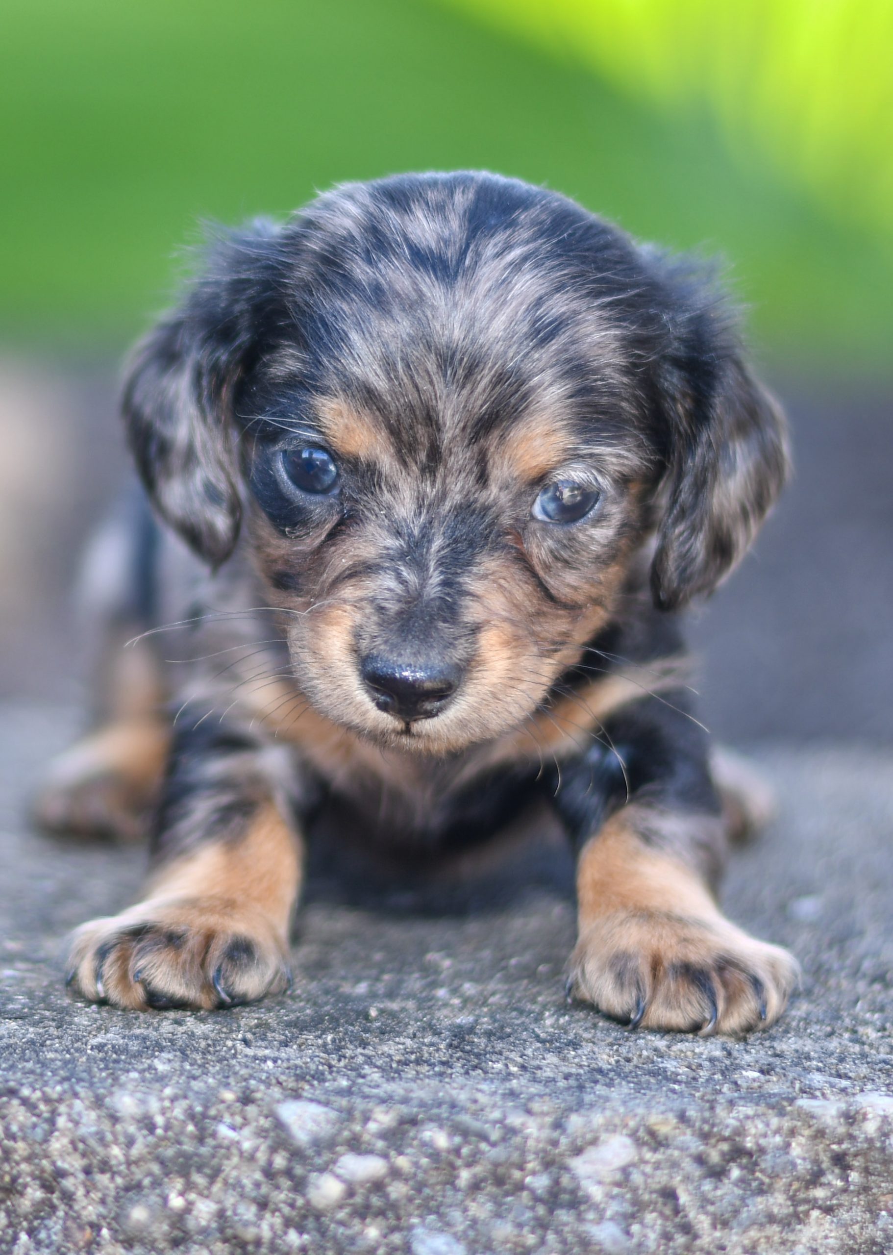 Shadow Doxin All Star Puppies All Star Puppies