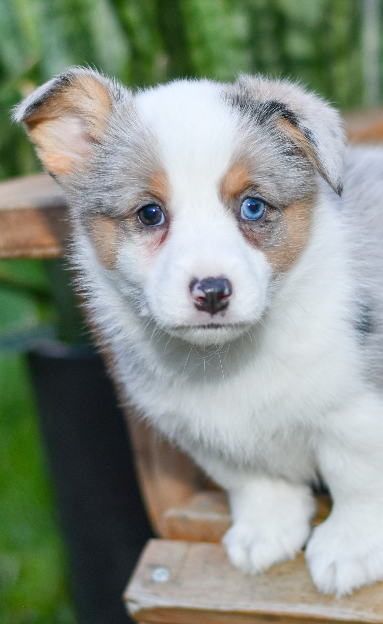 Gugi- Corgi - All Star Puppies : All Star Puppies
